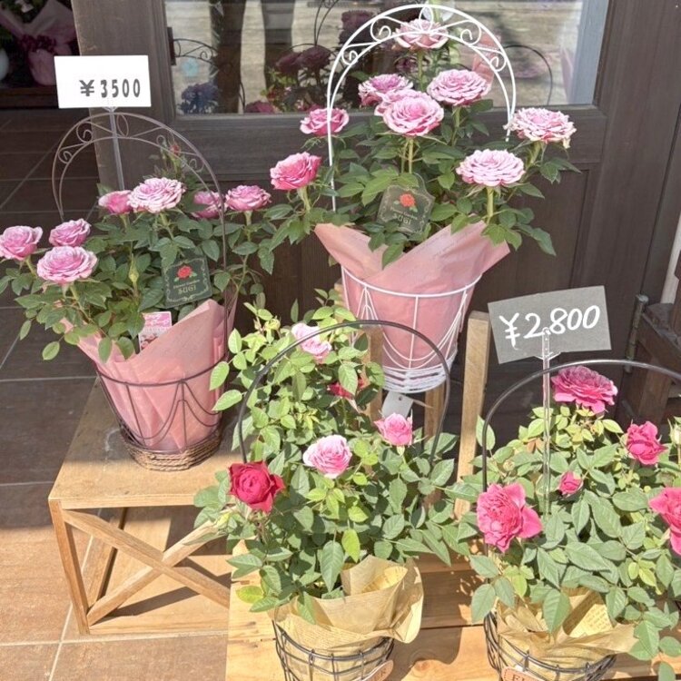 ミニチュアローズ