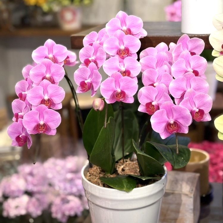 ピンクの胡蝶蘭