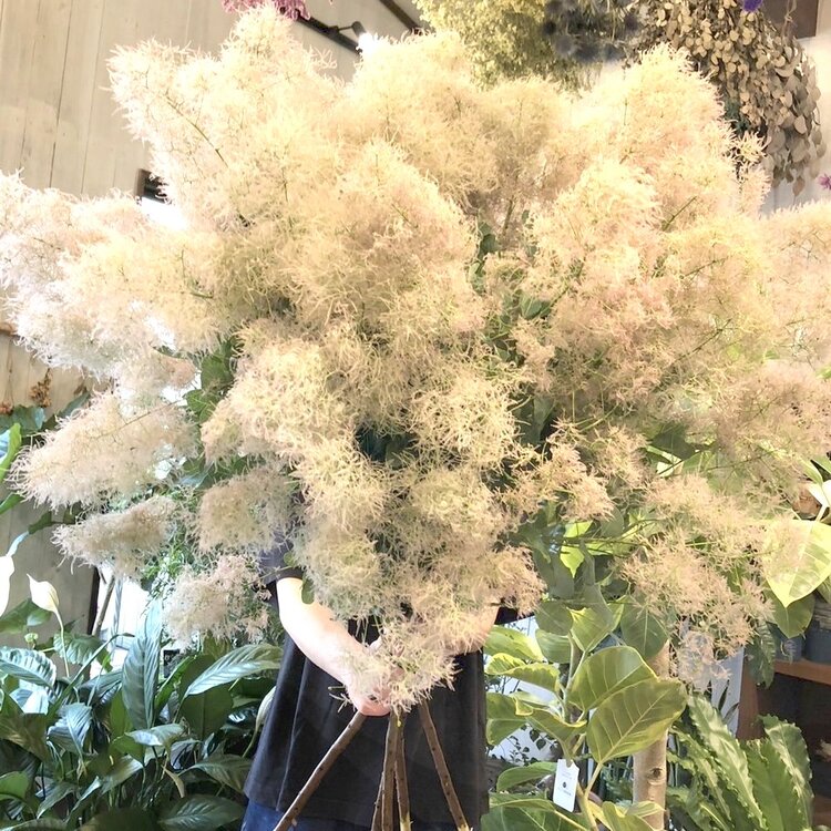 スモークツリー