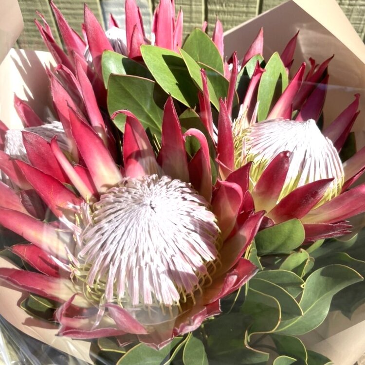 キングプロテア